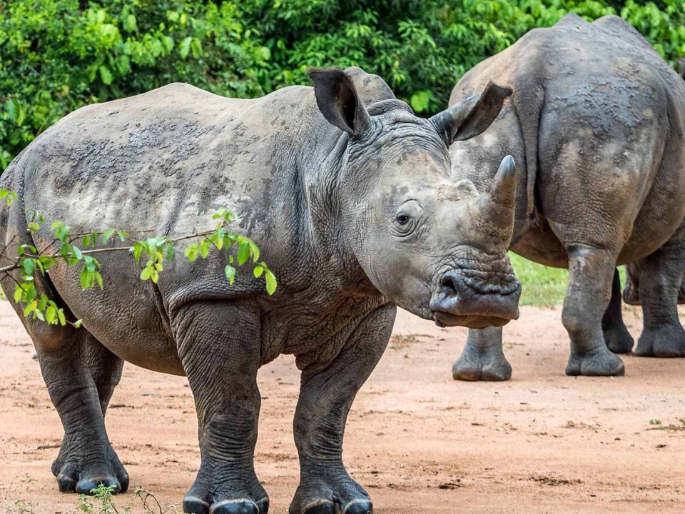 How Long Does a Rhino Tracking Activity Take at Ziwa Rhino Sanctuary?